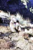 Etiop�t� pavi�ni. Simien mountains. Etiopie.