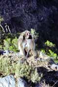 Etiop�t� pavi�ni. Simien mountains. Etiopie.