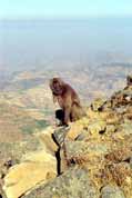 Etiop�t� pavi�ni. Simien mountains. Etiopie.