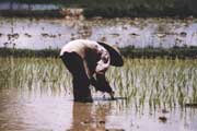 Pr�ce v r��ov�m poli. Laos.