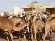 Velbloud� trh bl�zko K�hiry. Egypt.