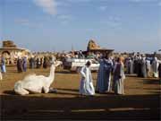 Velbloud� trh bl�zko K�hiry. Egypt.