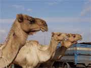 Velbloud� trh bl�zko K�hiry. Egypt.