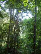 De�tn� prales. Hacienda Baru. Kostarika.