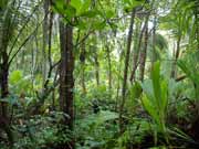 De�tn� prales. N�rodn� park Cahuita. Kostarika.