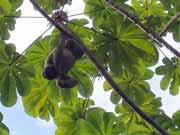 Lenochod. N�rodn� park Manuel Antonio. Kostarika.