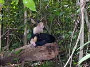 Kapuc�nsk� opice. N�rodn� park Manuel Antonio. Kostarika.