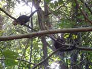 Kapuc�nsk� opice. N�rodn� park Manuel Antonio. Kostarika.
