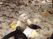 Kapuc�nsk� opice. N�rodn� park Manuel Antonio. Kostarika.