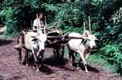 Dopravn� prost�edek. Myanmar (Barma).