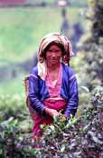 Sb�ra�ka �aje. Oblast okolo vesnice Kalaw. Myanmar (Barma).