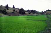 Ry�ovi�t�. Oblast okolo vesnice Kalaw. Myanmar (Barma).