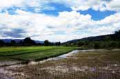 R��ovi�t�. Okol� vesnice Hsipaw. Myanmar (Barma).