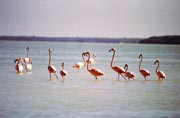 R��ov� plame��ci (Phoenicopterus ruber), Celestun. Mexiko.