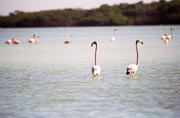 R��ov� plame��ci (Phoenicopterus ruber), Celestun. Mexiko.