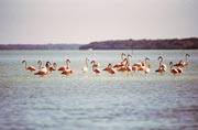 R��ov� plame��ci (Phoenicopterus ruber), Celestun. Mexiko.