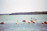 R��ov� plame��ci (Phoenicopterus ruber), Celestun. Mexiko.