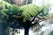 P�esli�ky v Horton Plains. Sr� Lanka.