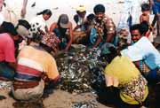 Ryb��i v Trincomalee (Kerakendy). Sr� Lanka.