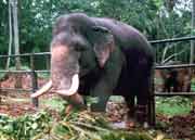 Slon� �tulek v Mahaweli nedaleko Kendy. Sr� Lanka.