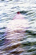 Mo�sk� kr�va, Caye Caulker. Belize.
