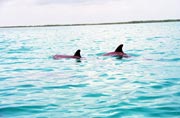 Delf�ni, Caye Caulker. Belize.