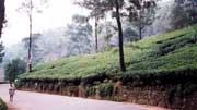 �ajov� plant�e v Nuwara Elyia. Sr� Lanka.