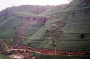 �ajov� plant�e v Nuwara Elyia. Sr� Lanka.