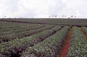 �ajov� plant�. Vietnam.