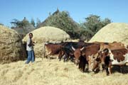 Ml�cen� obil�, ji�n� od Addis Abbeby. Etiopie.