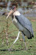 ��p Marabu africk� (Leptoptilos crumeniferus), jezero Ziway. Etiopie.