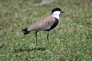 �ejka trnit� (Vanellus spinosus), jezero Ziway. Etiopie.