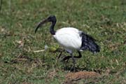 Ibis posv�tn� (Threskiornis aethiopicus), jezero Ziway. Etiopie.