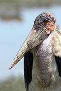 ��p Marabu africk� (Leptoptilos crumeniferus), jezero Ziway. Etiopie.
