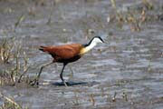 Ostn�k africk� (Actophilornis africanus), jezero Ziway. Etiopie.