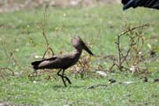 Kladivou� africk� (Scopus umbretta), jezero Ziway. Etiopie.