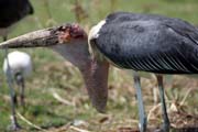 ��p Marabu africk� (Leptoptilos crumeniferus), jezero Ziway. Etiopie.