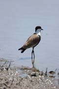 �ejka trnit� (Vanellus spinosus), jezero Ziway. Etiopie.