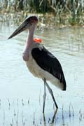 ��p Marabu africk� (Leptoptilos crumeniferus), jezero Ziway. Etiopie.