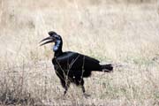 Zoboro�ek kafersk� (Bucorvus ladbeateri), jezero Ziway. Etiopie.