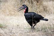 Zoboro�ek kafersk� (Bucorvus ladbeateri), jezero Ziway. Etiopie.