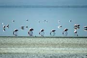 Plame��ci r��ov� (Phoenicopterus ruber), jezero Abiata. Etiopie.