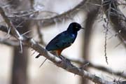 Leskoptev kovov� (Lamprotornis chalybaeus), jezero Abiata. Etiopie.
