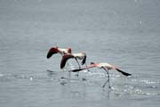 Plame��ci r��ov� (Phoenicopterus ruber), jezero Shala. Etiopie.