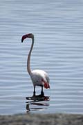 Plame��k r��ov� (Phoenicopterus ruber), jezero Shala. Etiopie.