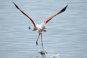 Plame��k r��ov� (Phoenicopterus ruber), jezero Shala. Etiopie.