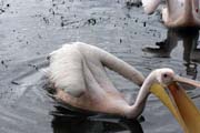 Pelik�n africk� (Pelecanus rufescens), jezero Shala. Etiopie.