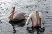 Pelik�n africk� (Pelecanus rufescens), jezero Shala. Etiopie.