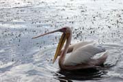 Pelik�n africk� (Pelecanus rufescens), jezero Shala. Etiopie.