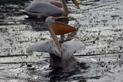 Pelik�n africk� (Pelecanus rufescens), jezero Shala. Etiopie.